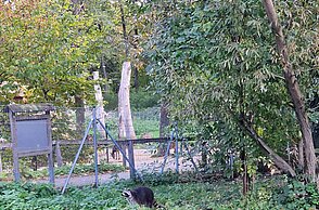 Wildpark Waschbär